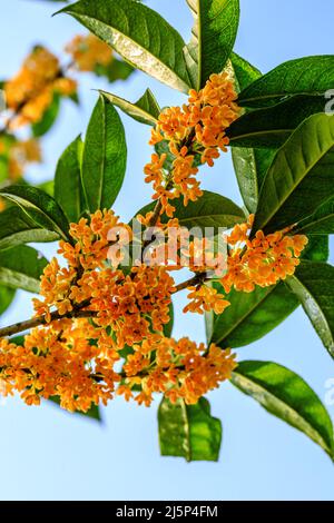 Schöne Osmanthus blühen auf dem Osmanthus-Baum Stockfoto