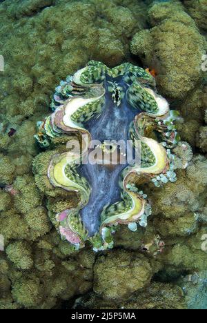 Riesenmuschel (Tridacna squamosa), Sulawesi, Indonesien, Molukkans Meer, Asien Stockfoto