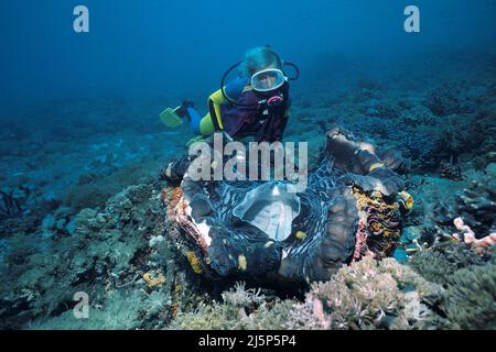 Taucher schaut auf eine große echte Riesenmuschel oder Killermuschel (Tridacna gigas), offen, Irian Jaya, Halmahera Meer, Indonesien, Asien Stockfoto