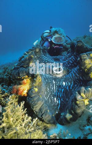 Taucher schaut auf eine große echte Riesenmuschel oder Killermuschel (Tridacna gigas), offen, Irian Jaya, Halmahera Meer, Indonesien, Asien Stockfoto