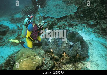 Taucher schaut auf eine große echte Riesenmuschel oder Killermuschel (Tridacna gigas), offen, Irian Jaya, Halmahera Meer, Indonesien, Asien Stockfoto