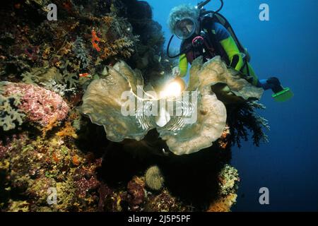 Taucher schaut auf eine große echte Riesenmuschel oder Killermuschel (Tridacna gigas), offen, Ambon, Banda Sea, Indonesien, Asien Stockfoto