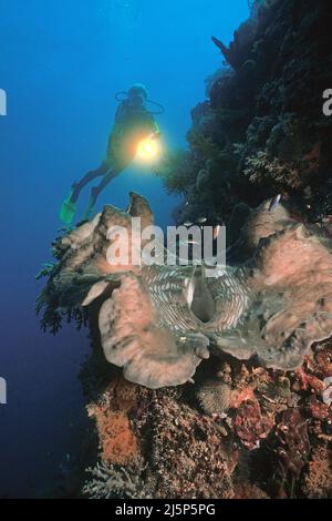 Taucher schaut auf eine große echte Riesenmuschel oder Killermuschel (Tridacna gigas), offen, Ambon, Banda Sea, Indonesien, Asien Stockfoto