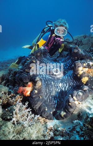 Taucher schaut auf eine große echte Riesenmuschel oder Killermuschel (Tridacna gigas), offen, Ambon, Banda Sea, Indonesien, Asien Stockfoto