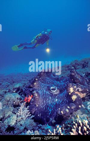 Taucher schaut auf eine große echte Riesenmuschel oder Killermuschel (Tridacna gigas), offen, Irian Jaya, Halmahera Meer, Indonesien, Asien Stockfoto