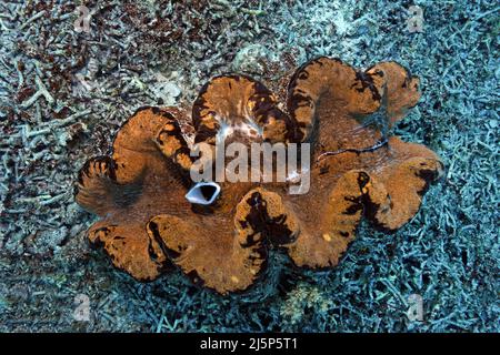 Große echte Riesenmuschel oder Killermuschel (Tridacna gigas), offen, Palau, Mikronesien Stockfoto