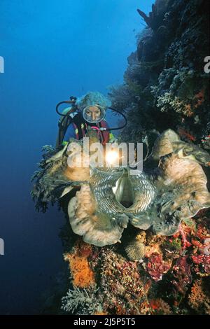 Taucher schaut auf eine große echte Riesenmuschel oder Killermuschel (Tridacna gigas), offen, Irian Jaya, Halmahera Meer, Indonesien, Asien Stockfoto