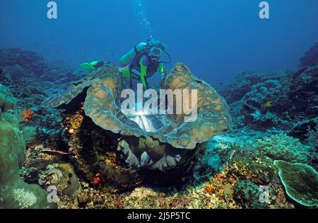 Taucher schaut auf eine große echte Riesenmuschel oder Killermuschel (Tridacna gigas), offen, Irian Jaya, Halmahera Meer, Indonesien, Asien Stockfoto