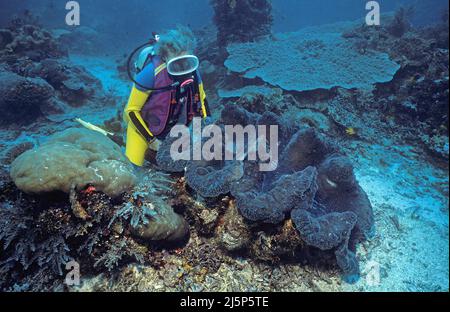 Taucher schaut auf eine große echte Riesenmuschel oder Killermuschel (Tridacna gigas), offen, Irian Jaya, Halmahera Meer, Indonesien, Asien Stockfoto