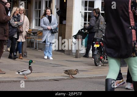 Ein Paar Mallard (Anas platyrhynchos) wandernde Straßen von Cambridge GB Großbritannien April 2022 Stockfoto