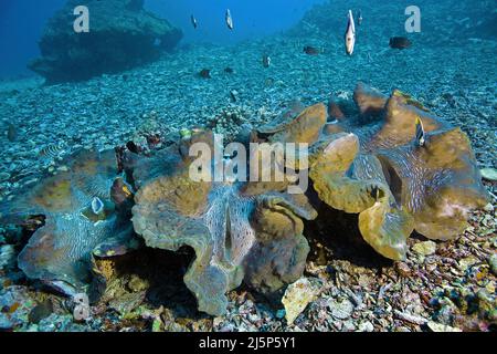 Große echte Riesenmuscheln oder Killermuscheln (Tridacna gigas), offen, Bali, Indonesien, Asien Stockfoto