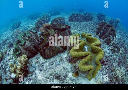 Viele echte Riesenmuscheln oder Killermuscheln (Tridacna gigas), auf einem beschädigten Korallenfeld, Palau, Mikronesien Stockfoto