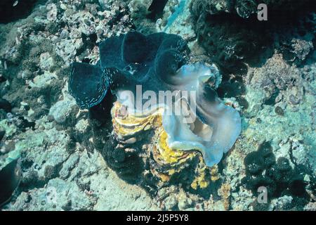 Fluted Giant Clam (Tridacna squamosa) krank und gebleicht, Malediven, Indischer Ozean, Asien Stockfoto