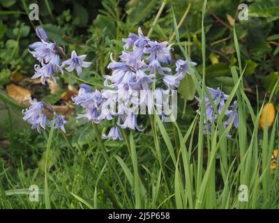 Bluebells (Hyacinthoides non-scripta) wachsen unter langem Gras in einem wiederverwildeten Garten in England, Großbritannien Stockfoto