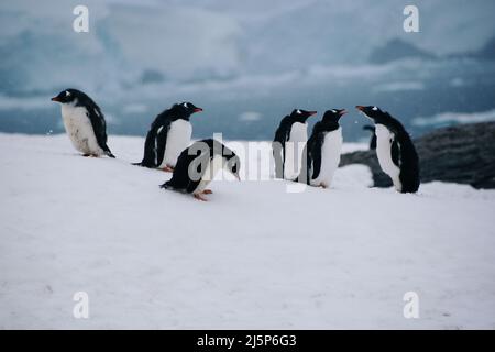 Nahaufnahme einer Gruppe von Gentoo-Pinguinen auf Petermann Island, Antarktis Stockfoto