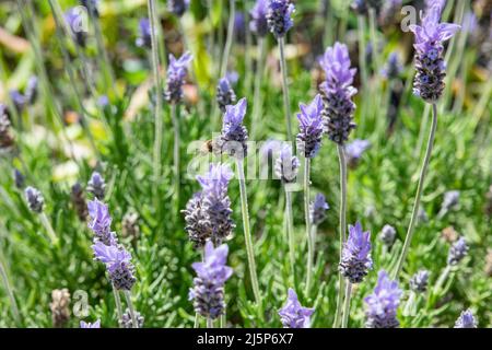 Lavendelfeld oder lavandula, schöne hellviolette Blüten in Blüte, in gemäßigten Klimazonen als Zierpflanzen angebaut oder in Lebensmitteln verwendet Stockfoto