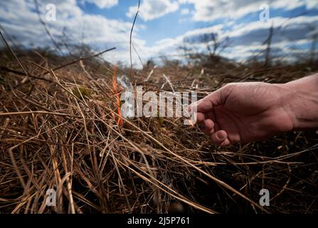 Mann, der altes getrocknetes Gras auf dem Feld verbrennt. Nahaufnahme der Hand, die brennendes Streichholz hält und trockenes Gras mit bewölktem Himmel auf verschwommenem Hintergrund in Brand setzt. Konzept der Ökologie und des menschlichen Faktors in Bränden. Stockfoto