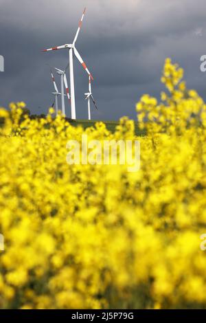 Blühender Raps, North Rhine-Westphalia, Deutschland / (Brassica Napus ...