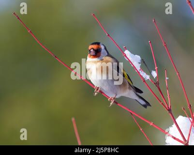 Goldfinch thronte im Winter auf einem roten acer-Zweig. Ein heller, sonniger Tag, aber Schnee kann an den Ästen hängen gesehen werden. Stockfoto
