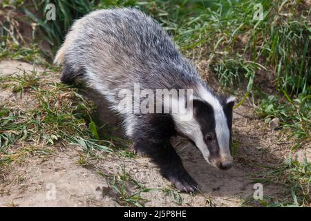 Junger Dachs, der am sonnigen Abend durch den Wald trabiert. Stockfoto