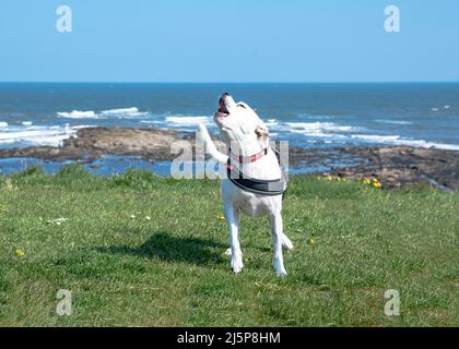 White Staffordshire Bull Terrier mischen Hundegeheul, während sie auf Gras am Meer am Tynemouth Beach North Tyneside stehen Stockfoto