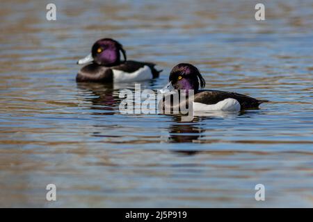 Zwei schwarz-weiß getuftete Entenmännchen mit purpurem Kopf und leuchtend gelben Augen, die an einem sonnigen Frühlingstag im blauen Wasser schwimmen. Stockfoto