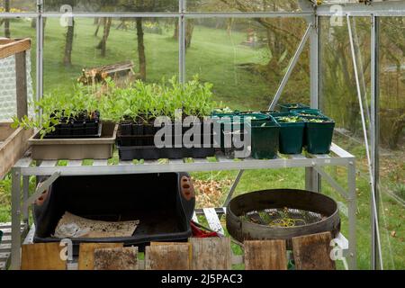 Im unbeheizten Gewächshaus Samenschalen mit süßen Erbsen und Eryngium „Silver Ghost“ Stockfoto