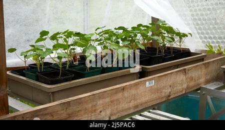 Im unbeheizten Gewächshaus gedeihen die Nasturtium-Sämlinge Stockfoto