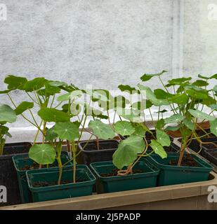 Im unbeheizten Gewächshaus gedeihen die Nasturtium-Sämlinge Stockfoto