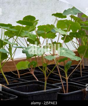 Im unbeheizten Gewächshaus gedeihen die Nasturtium-Sämlinge Stockfoto