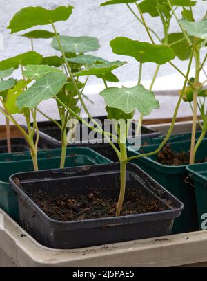 Im unbeheizten Gewächshaus gedeihen die Nasturtium-Sämlinge Stockfoto
