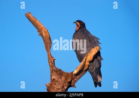 Schneckenkite (Rostrhamus sociabilis) auf einer Zweigstelle, Pantanal, Brasilien Stockfoto