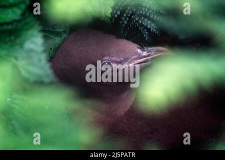 Gelbäugige Pinguinschnecke (Megadyptes antipodes) im Nest, Rata-Wald von Enderby Island auf den Auckland Islands, Neuseeland Stockfoto