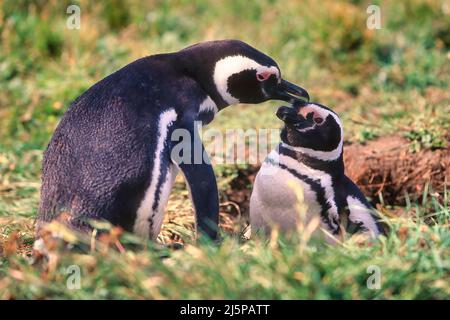 Ein paar Magellanpinguine (Spheniscus magellanicus), Falklandinseln Stockfoto