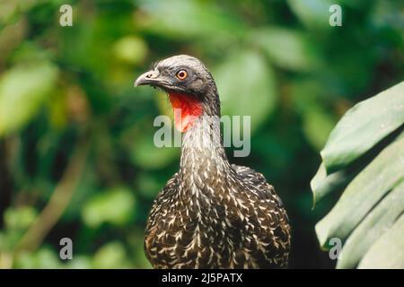 Guan (Penelope obscura), Atlantischer Regenwald, Brasilien Stockfoto