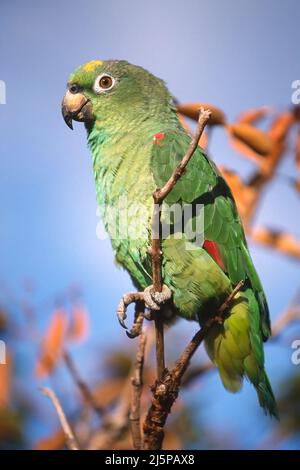 Gelbkopfpapagei (Amazona oratrix), Gran Sabana, Venezuela Stockfoto