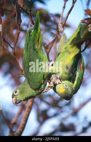 Zwei Gelbkopfpapageien (Amazona oratrix), die kopfüber in einem Baum hängen, Gran Sabana, Venezuela Stockfoto