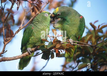 Zwei Gelbkopfpapageien (Amazona oratrix) in einem Baum, Gran Sabana, Venezuela Stockfoto