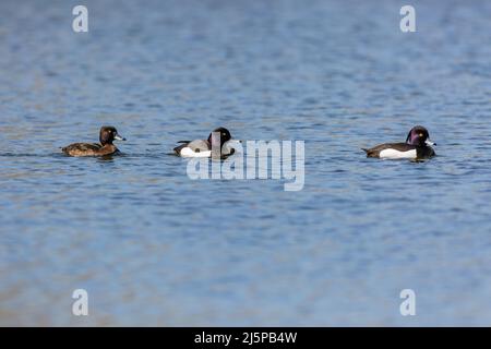 Drei getuftete Enten, zwei schwarz-weiße Männchen und ein braunes Weibchen schwimmen an einem sonnigen Frühlingstag in einer Reihe im blauen Wasser. Stockfoto