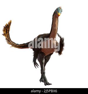 Gallimimus, gefiederter Theropoddinosaurier, der während der späten Kreidezeit lebte, isoliert auf weißem Hintergrund Stockfoto