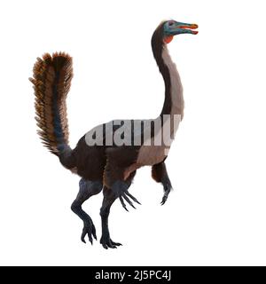 Gallimimus, gefiederter Theropoddinosaurier, der während der späten Kreidezeit lebte, isoliert auf weißem Hintergrund Stockfoto