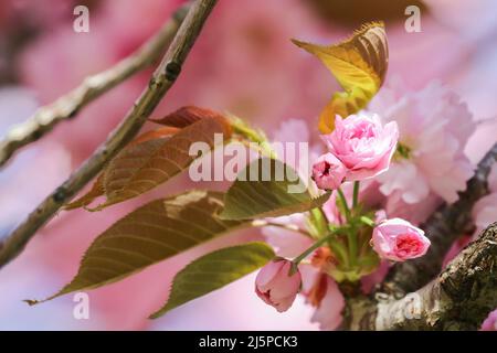 Nahaufnahme hübsche rosa Kirschblüten blühen im Frühling auf Zweig mit weichen verträumten Effekten. Dublin, Irland Stockfoto