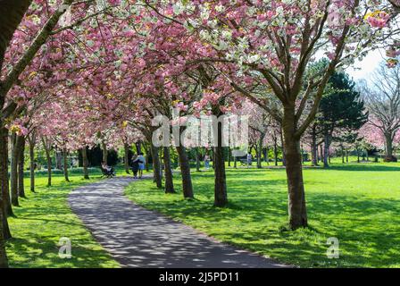 Rosa Kirschblüten im Herbert Park. Bäume blühen entlang des Weges, wobei das Paar Arm in Arm geht. Die Menschen genießen die Natur. Dublin, Irland Stockfoto