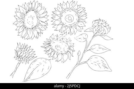 Sonnenblumen Blumen Samen Ernte Sommer Grafik Illustration handgezeichnete Skizze Doodle Malbuch für Kinder separat auf weiß gesetzt Stockfoto