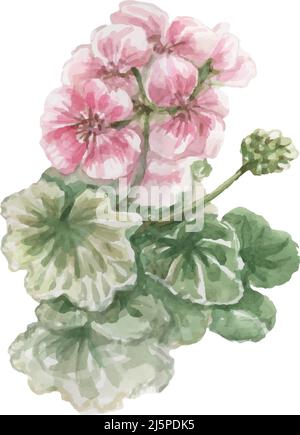 marienkäfer Marienkäfer Insekten und Blumen Geranium und Forget-Me-Nots schöne Frühling Clipart handgezeichnete Aquarell Set separat auf weißem Backgr Stockfoto