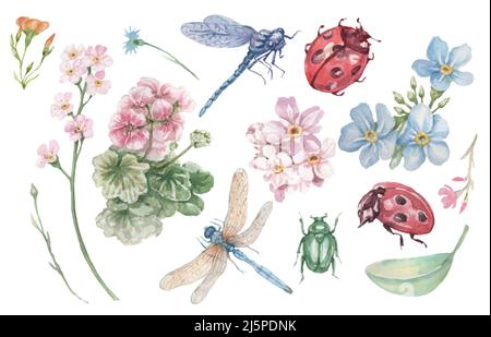 marienkäfer Marienkäfer Insekten und Blumen Geranium und Forget-Me-Nots schöne Frühling Clipart handgezeichnete Aquarell Set separat auf weißem Backgr Stockfoto