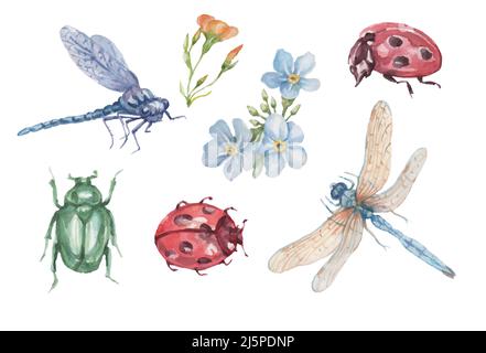 marienkäfer Marienkäfer Insekten und Blumen Geranium und Forget-Me-Nots schöne Frühling Clipart handgezeichnete Aquarell Set separat auf weißem Backgr Stockfoto