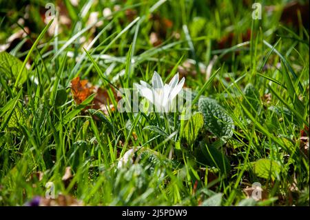 Schöne weiße Krokusblüte auf einer Frühlingsblüte im Garten, Irland Stockfoto