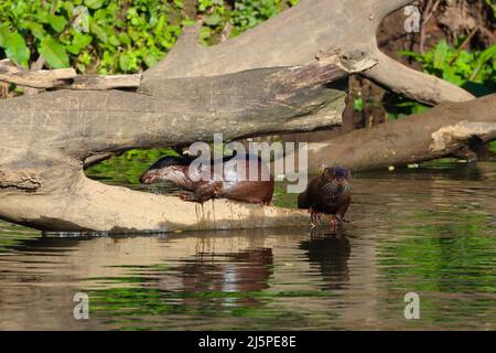 Paar Otter, die sich im Sonnenlicht auf einem Baumstamm sonnen. River Wear, County Durham, England, Großbritannien. Stockfoto