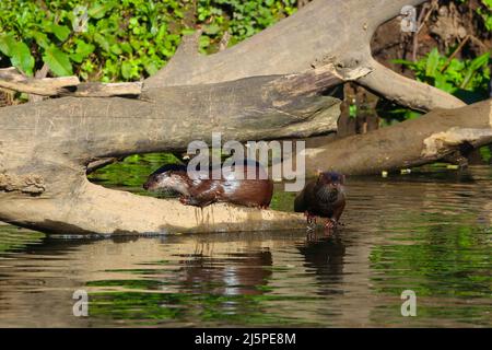 Paar Otter, die sich im Sonnenlicht auf einem Baumstamm sonnen. River Wear, County Durham, England, Großbritannien. Stockfoto